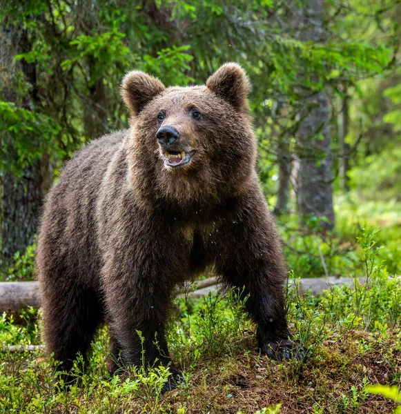 Cub Brown Bear Summer Forest Closeup Portrait Natural Habitat Scientific — Stock fotografie