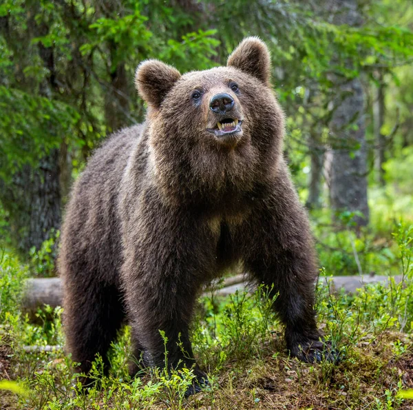 Cub Brown Bear Summer Forest Closeup Portrait Natural Habitat Scientific — Stok fotoğraf