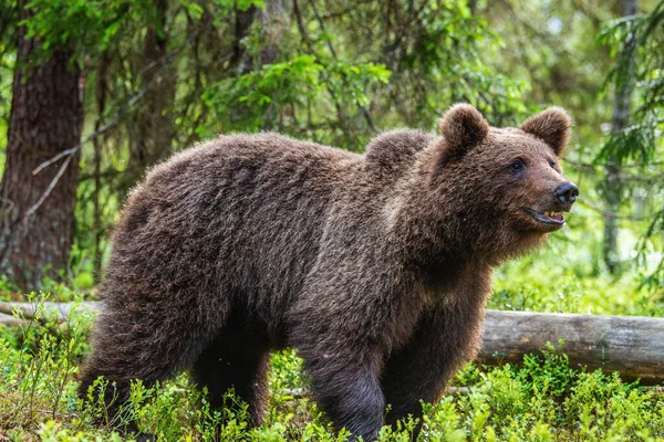 Cub Brown Bear Summer Forest Closeup Portrait Natural Habitat Scientific — Stock fotografie