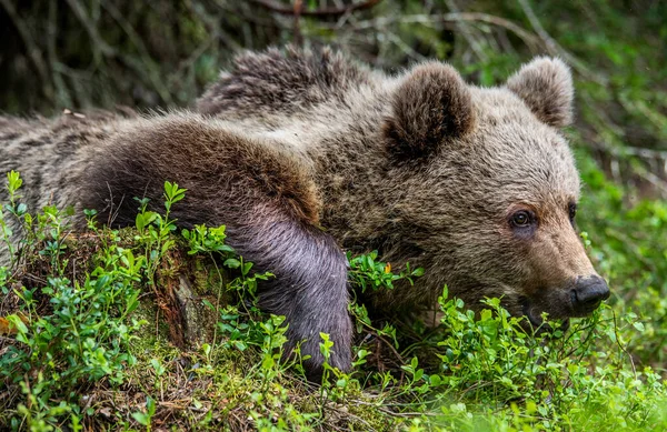 Cub Brown Bear Summer Forest Closeup Portrait Natural Habitat Scientific — ストック写真