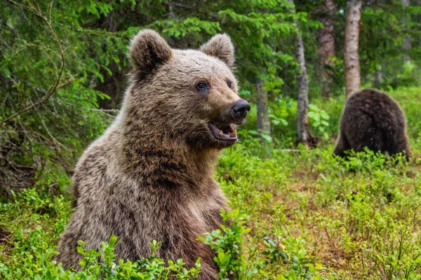 Cub Brown Bear Summer Forest Closeup Portrait Natural Habitat Scientific — 图库照片