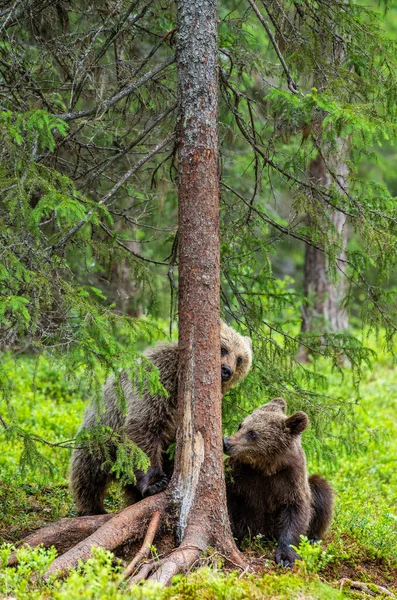 熊宝宝嗅着松树 自然栖息地夏天的季节科学名称 Ursus Arctos — 图库照片