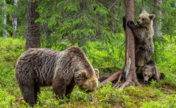 Björnungar Och Björnungar Sommarens Tallskog Sommarsäsong Natural Habitat Brunbjörn Vetenskapligt — Stockfoto