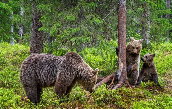 Björnungar Och Björnungar Sommarens Tallskog Sommarsäsong Natural Habitat Brunbjörn Vetenskapligt — Stockfoto