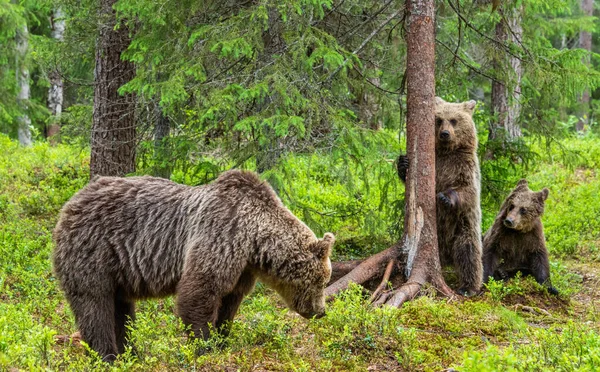 夏の松林の中でクマやクマの赤ちゃん 夏のシーズン 自然生息地 褐色熊 Ursus Arctos — ストック写真