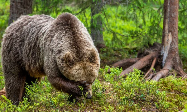 Beer Jeukt Bruine Beer Het Zomerwoud Groene Bos Natuurlijke Achtergrond — Stockfoto