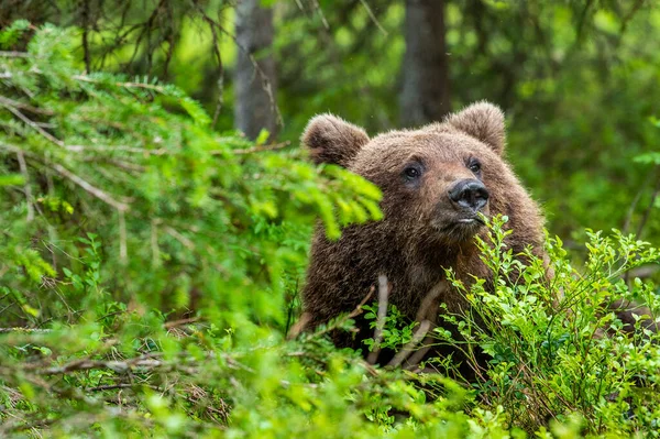 Cub Brown Bear Summer Forest Closeup Portrait Natural Habitat Scientific — Stock Fotó