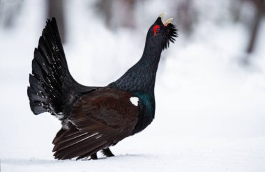Baharın ilk zamanlarında Capercaillie 'li bir erkek. Batı kapariili. Bilimsel adı Tetrao urogallus. Kur sezonunda orman tavuğu, funda horozu ya da kaparibikli.