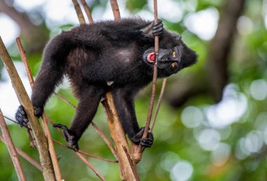Macaque ağacın dalını ısırıyor. Armalı siyah macaque, Sulawesi armalı macaque, Sulawesi macaque ya da siyah maymun. Vahşi doğa. Doğal yaşam alanı. Sulawesi Adası. Endonezya