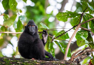 Şöhretler ağaçtaki makağı tepeledi. Armalı siyah macaque, Sulawesi armalı macaque, Sulawesi macaque ya da siyah maymun. Vahşi doğa, doğal yaşam alanı. Sulawesi Adası. Endonezya.