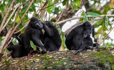 Ağacın üzerinde bir maymun ailesi. Şöhretler ağacın dalına makaklar astı. İbikli siyah macaque, Sulawesi armalı macaque. Vahşi doğa, doğal yaşam alanı. Endonezya, Sulawesi Adası