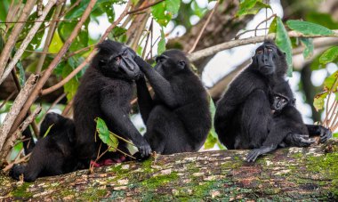 Ağacın üzerinde bir maymun ailesi. Şöhretler ağacın dalına makaklar astı. İbikli siyah macaque, Sulawesi armalı macaque. Vahşi doğa, doğal yaşam alanı. Endonezya, Sulawesi Adası