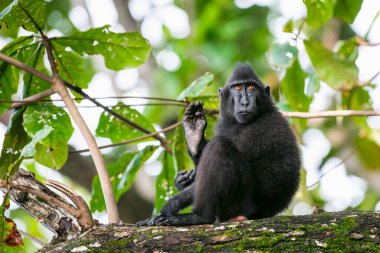 Şöhretler ağaçtaki makağı tepeledi. Armalı siyah macaque, Sulawesi armalı macaque, Sulawesi macaque ya da siyah maymun. Vahşi doğa, doğal yaşam alanı. Sulawesi Adası. Endonezya.
