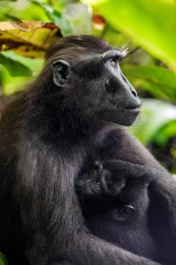 Celebes, Makak ve Yavru 'yu tepeledi. Yavru anne sütü emziriyor. Armalı siyah macaque, Sulawesi armalı macaque, Sulawesi macaque ya da siyah maymun. Doğal yaşam alanı. Sulawesi. Endonezya.