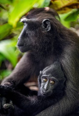 Celebes, Makak ve Yavru 'yu tepeledi. Yavru anne sütü emziriyor. Armalı siyah macaque, Sulawesi armalı macaque, Sulawesi macaque ya da siyah maymun. Doğal yaşam alanı. Sulawesi. Endonezya.