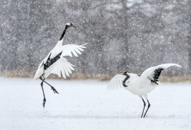 Dans eden turnalar. Vinçlerin evlilik töreni dansı. Kırmızı taçlı turna. Bilimsel adı Grus japonensis, aynı zamanda Japon vinci ya da Mançurya vinci olarak da bilinir. Doğal yaşam alanı. Japonya.
