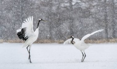 Dans eden turnalar. Vinçlerin evlilik töreni dansı. Kırmızı taçlı turna. Bilimsel adı Grus japonensis, aynı zamanda Japon vinci ya da Mançurya vinci olarak da bilinir. Doğal yaşam alanı. Japonya.