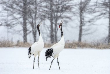 Dans eden turnalar. Vinçlerin evlilik töreni dansı. Kırmızı taçlı turna. Bilimsel adı Grus japonensis, aynı zamanda Japon vinci ya da Mançurya vinci olarak da bilinir. Doğal yaşam alanı. Japonya.