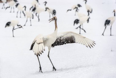 Dans eden Turna. Kırmızı taçlı vincin evlilik töreni dansı. Bilimsel adı Grus japonensis, aynı zamanda Japon vinci ya da Mançurya vinci olarak da bilinir. Doğal yaşam alanı. Japonya