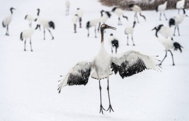 Dans eden Turna. Kırmızı taçlı vincin evlilik töreni dansı. Bilimsel adı Grus japonensis, aynı zamanda Japon vinci ya da Mançurya vinci olarak da bilinir. Doğal yaşam alanı. Japonya