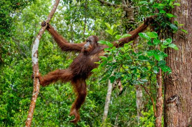 Vahşi doğada yağmur altında ağaçta Bornean orangutanı. Orta Bornea orangutanı, bilimsel adı Pongo pigmaeus wurmthe. Doğal yaşam alanı. Borneo 'nun Tropik Yağmur Ormanları.