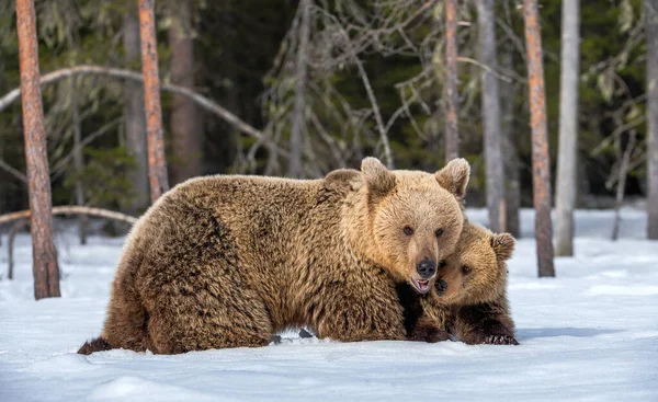 Αρκουδάκι Και Αρκουδάκι Χειμώνα Φυσικό Περιβάλλον Καφέ Αρκούδα Επιστημονική Ονομασία — Φωτογραφία Αρχείου
