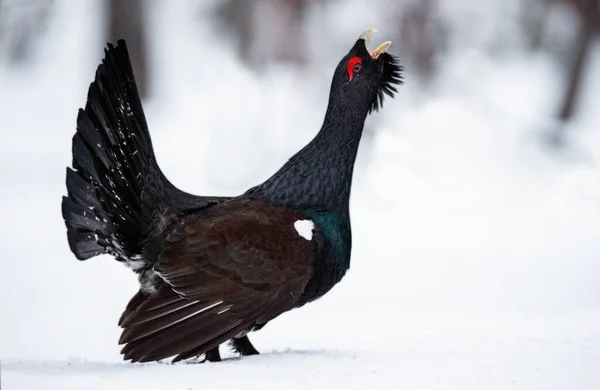 Male Capercaillie Early Spring Forest Western Capercaillie Scientific Name Tetrao — ストック写真