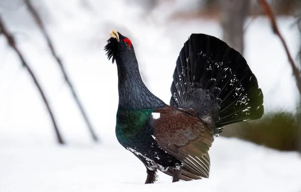 Männchen Des Auerhuhns Frühjahrswald Das Westliche Auerwild Wissenschaftlicher Name Tetrao — Stockfoto