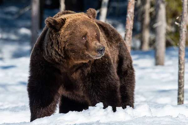 Ενηλίκων Αρσενικό Της Καφέ Αρκούδας Στο Χιόνι Στο Δάσος Του — Φωτογραφία Αρχείου