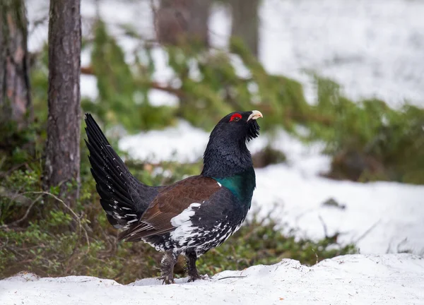 Male Capercaillie Early Spring Forest Western Capercaillie Scientific Name Tetrao — ストック写真