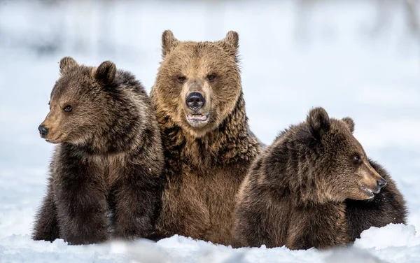 Ella Oso Oso Cachorros Invierno Hábitat Natural Oso Pardo Nombre — Foto de Stock