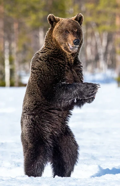 Orso Bruno Piedi Sulle Zampe Posteriori Nella Foresta Primaverile Nome — Foto Stock