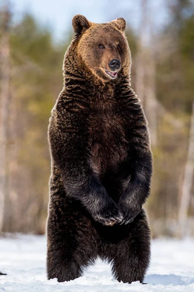 Браун Ведмідь Відкритим Ротом Стоїть Задніх Лапах Зимових Лісах Наукова — стокове фото