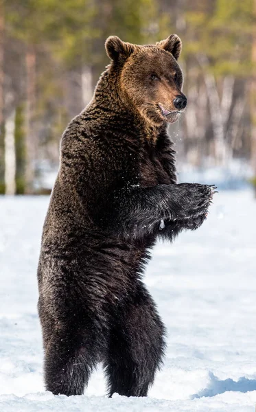 在春天的森林里 棕熊用后腿站立 科学名称 Ursus Arctos — 图库照片