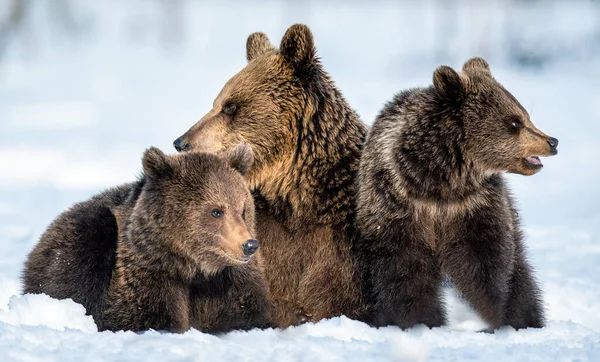 Beer Beer Jongen Winter Natuurlijke Habitat Bruine Beer Wetenschappelijke Naam — Stockfoto