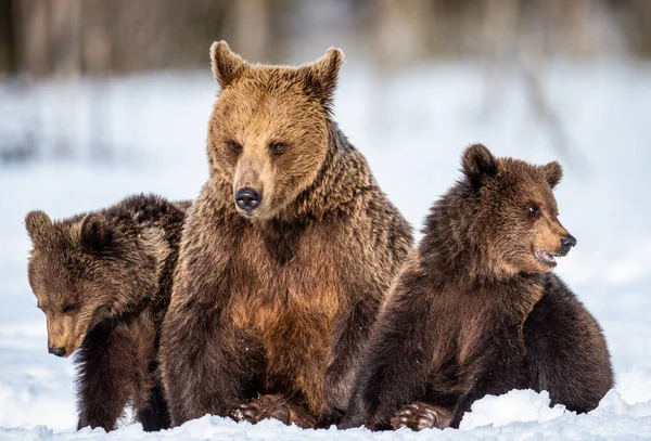 Björnungar Och Björnungar Vintern Naturlig Livsmiljö Brunbjörn Vetenskapligt Namn Ursus — Stockfoto