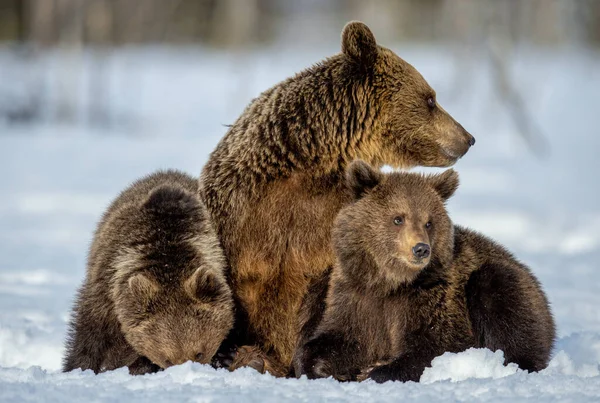 Ursa Urso Filhotes Neve Floresta Inverno Natureza Selvagem Habitat Natural — Fotografia de Stock