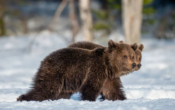 걸어다니는 곰들이 있습니다 자연의 서식지입니다 Brown Bear Scientific Name Ursus — 스톡 사진