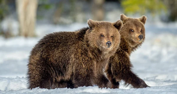 Björnungar Går Snön Vinterskogen Vild Natur Naturlig Livsmiljö Brunbjörn Vetenskapligt — Stockfoto