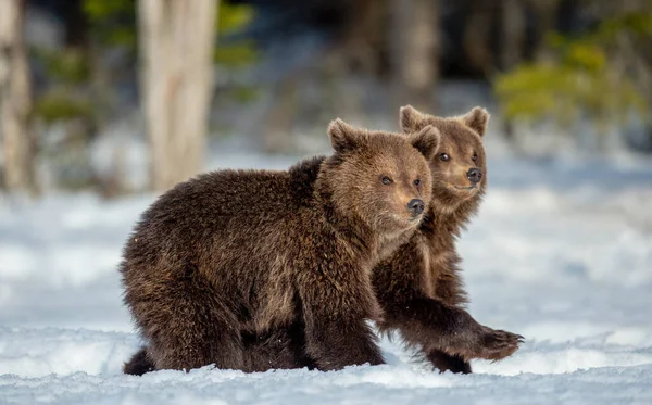 Medvědí Mláďata Chodí Sněhu Zimním Lese Divoká Příroda Přírodní Prostředí — Stock fotografie