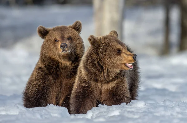 Filhotes Urso Floresta Inverno Habitat Natural Urso Castanho Nome Científico — Fotografia de Stock