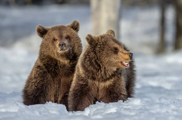 Cachorros Oso Bosque Invierno Hábitat Natural Oso Pardo Nombre Científico —  Fotos de Stock