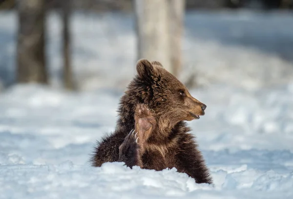 Cucciolo Orso Nella Foresta Invernale Cucciolo Orso Siede Sulla Neve — Foto Stock