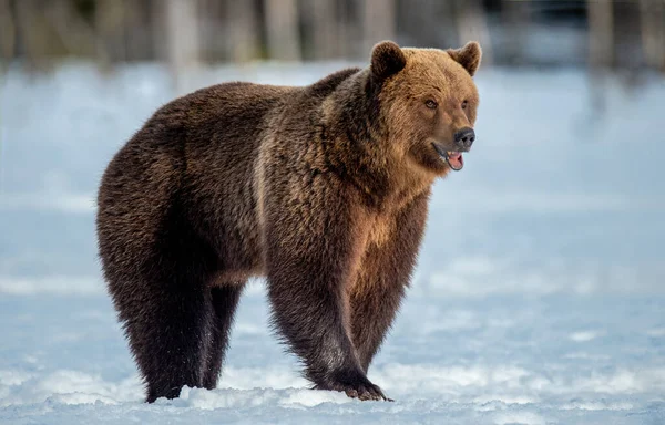 Коричневий Ведмідь Снігу Зимовий Ліс Scientific Name Ursus Arctos Дика — стокове фото