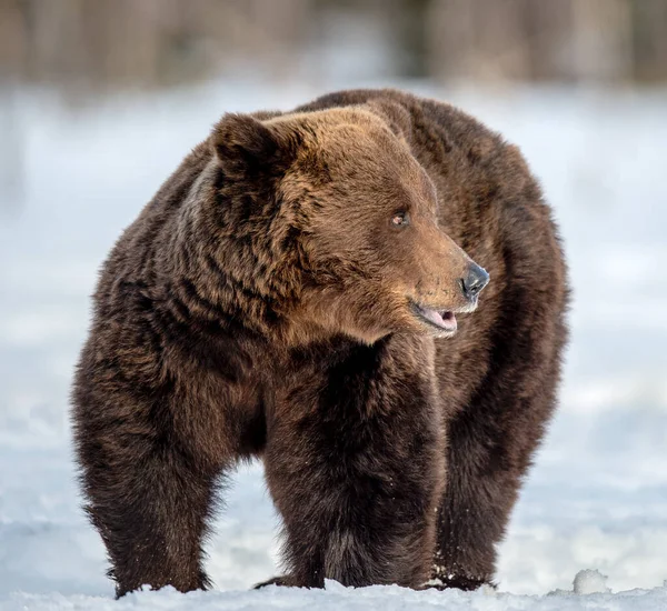 Homem Adulto Urso Marrom Neve Floresta Inverno Fecha Nome Científico — Fotografia de Stock