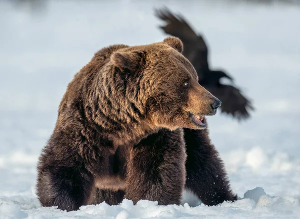 Hombre Adulto Oso Marrón Bosque Invierno Cerca Nombre Científico Ursus — Foto de Stock