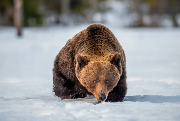 Urso Marrom Caminhando Sobre Neve Floresta Inverno Vista Frontal Nome — Fotografia de Stock