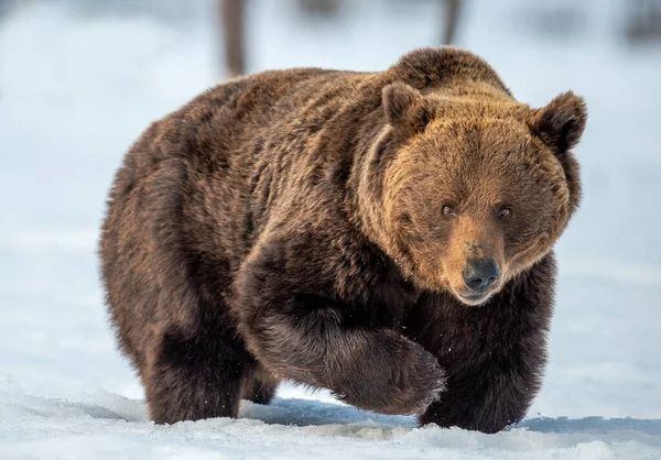 Urso Marrom Caminhando Sobre Neve Floresta Inverno Vista Frontal Nome — Fotografia de Stock