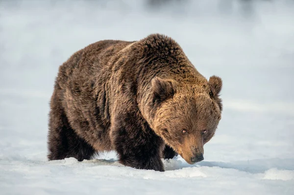 冬の森の雪の上の茶色のクマの大人の男性 閉めろ Ursus Arctos 野生の自然 自然生息地 — ストック写真