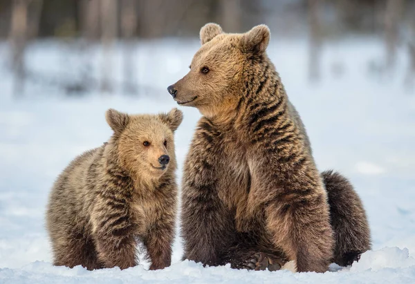 Ela Urso Urso Filhote Neve Floresta Inverno Natureza Selvagem Habitat — Fotografia de Stock